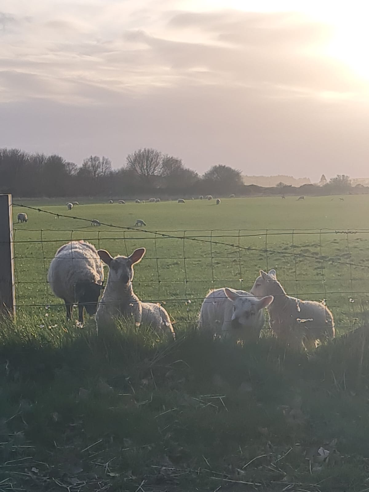 Unforgettable Spring: Glamping, Camping, Lambing Season & Easter Fun in Moray Speyside