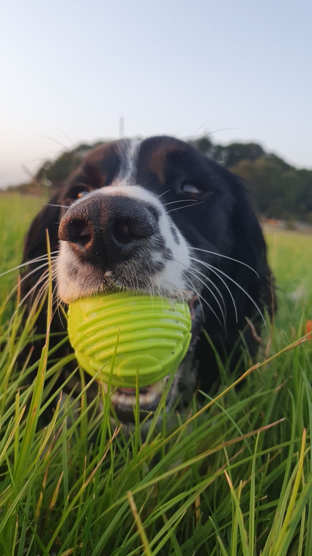 Dog friendly fun in Moray Speyside