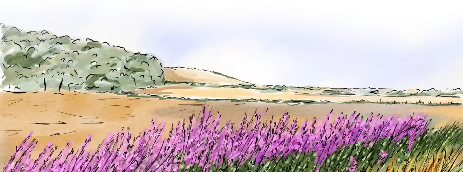 Grass Field Illustration